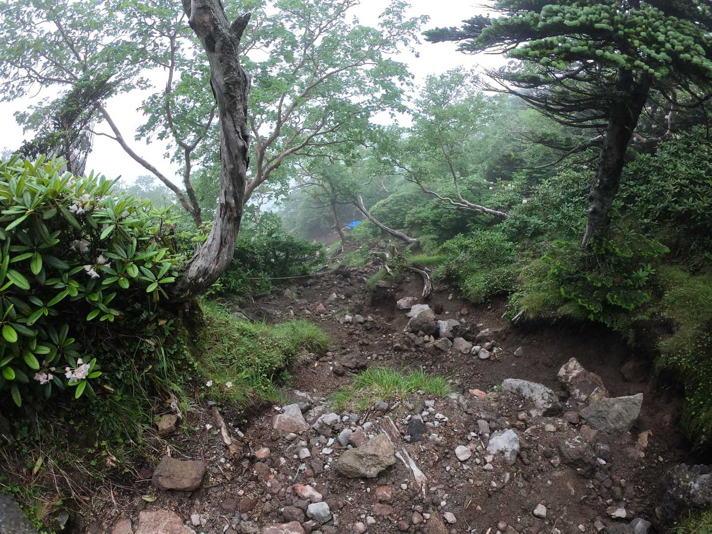 日光白根山 の写真 32