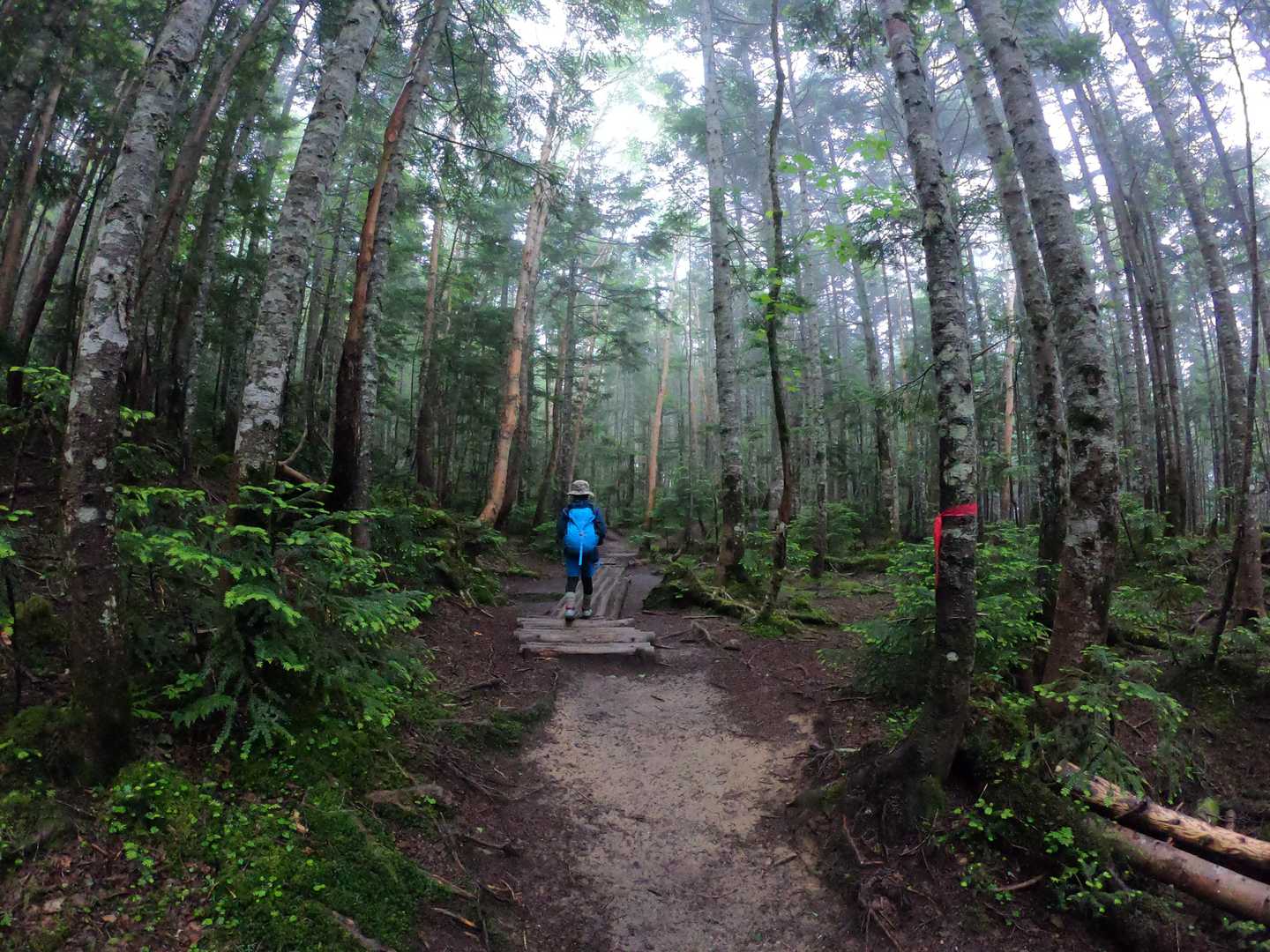 日光白根山 の写真 8