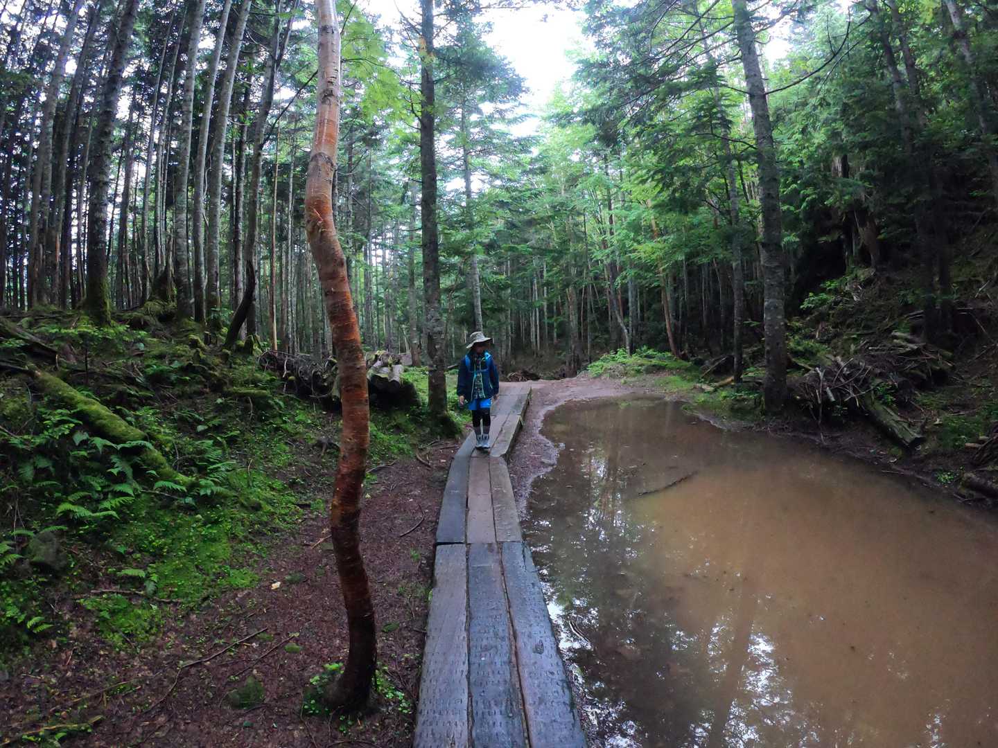 日光白根山 の写真 6