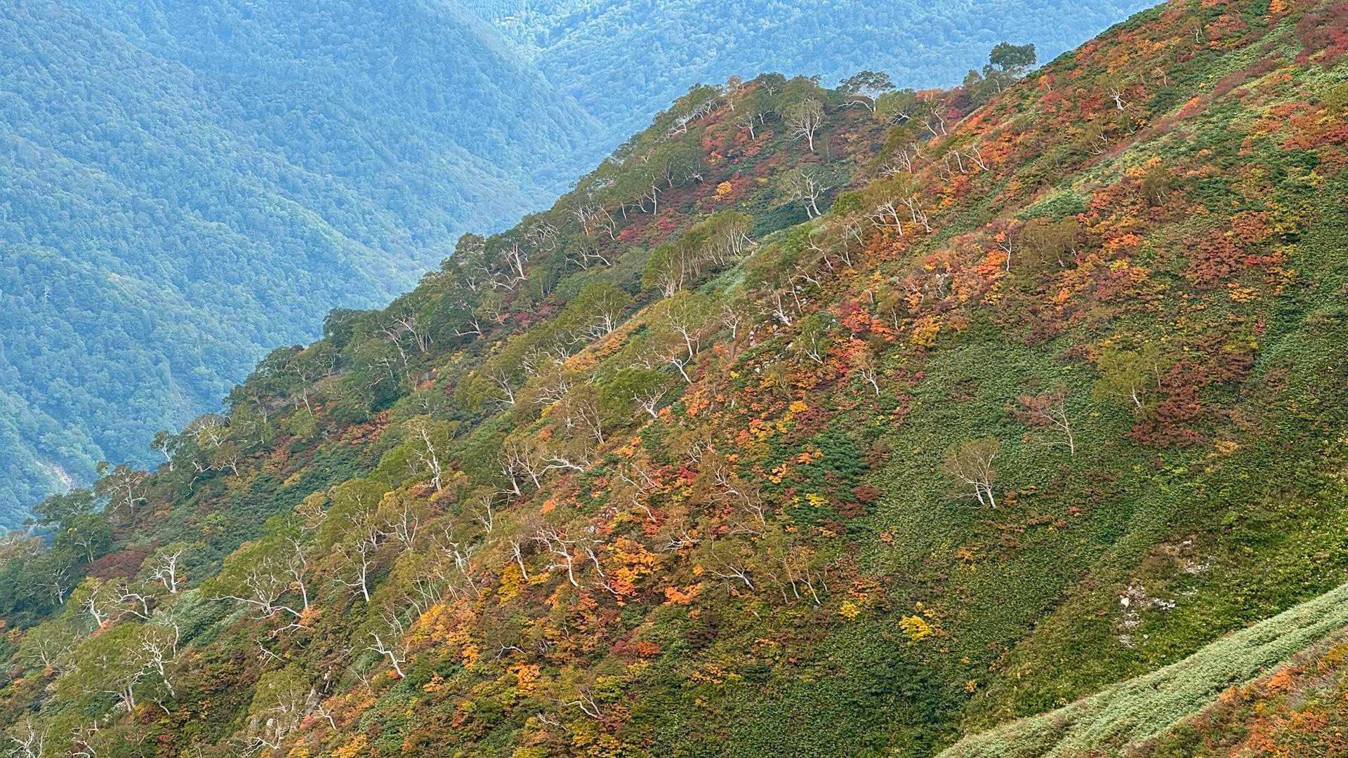 大朝日岳（古寺山・小朝日岳） の写真 37