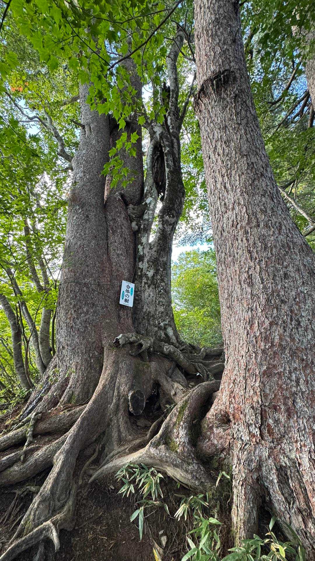 大朝日岳（古寺山・小朝日岳） の写真 6