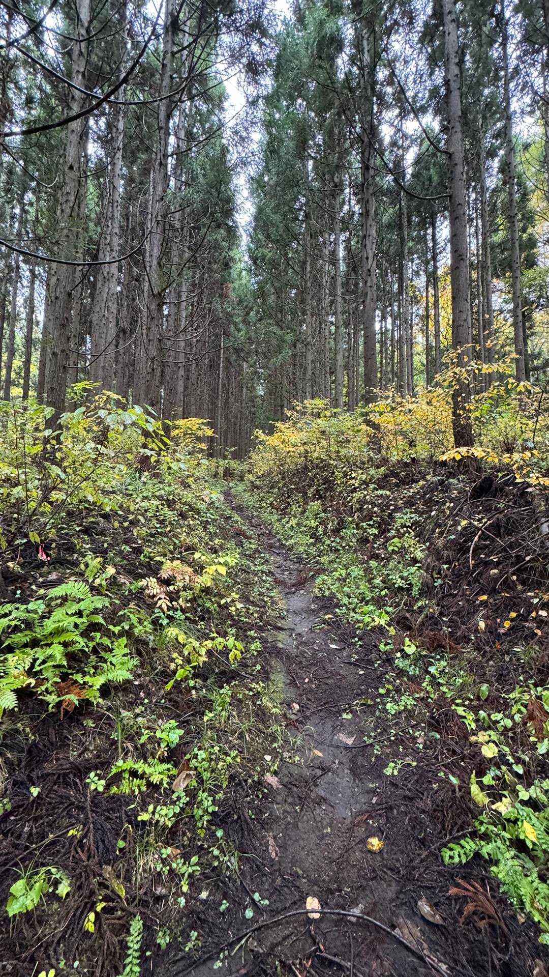 あまとみトレイル#2（戸隠キャンプ場〜苗名の滝〜野尻湖〜斑尾山※迂回区間有）、完走？ の写真 133