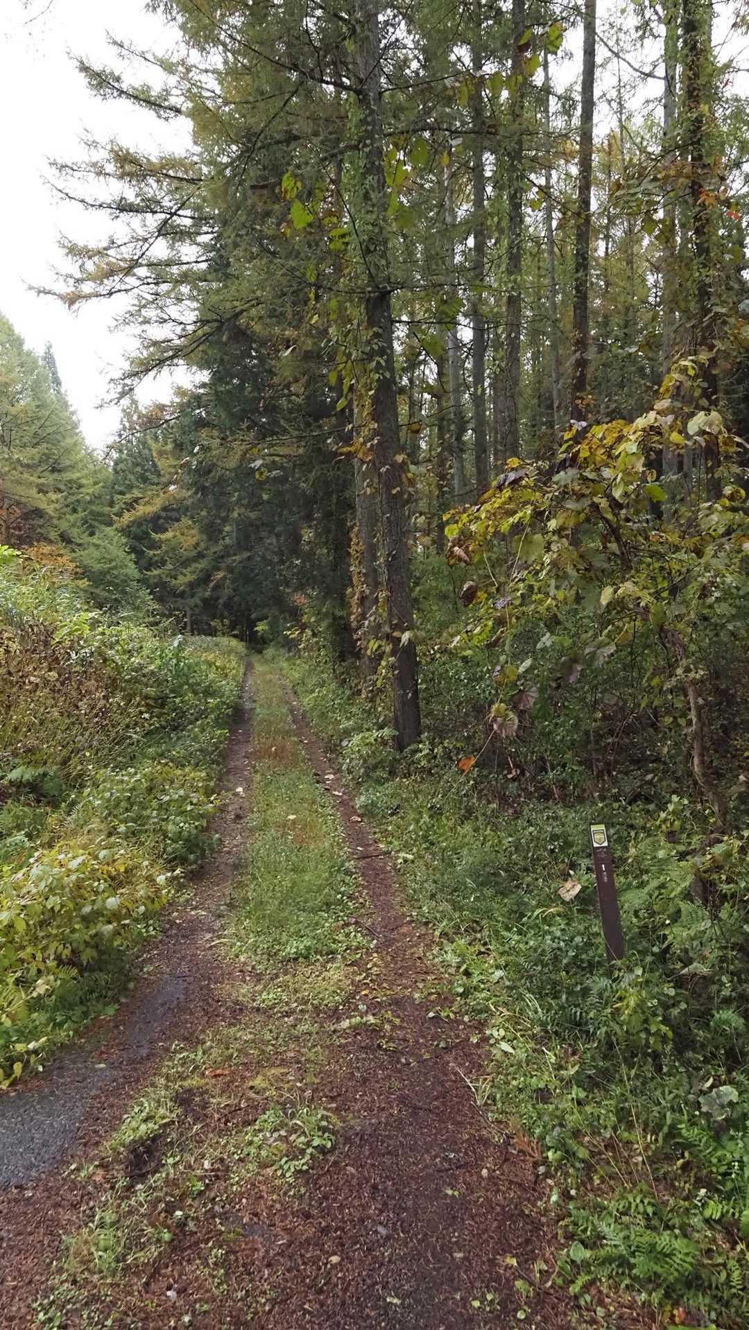 あまとみトレイル#2（戸隠キャンプ場〜苗名の滝〜野尻湖〜斑尾山※迂回区間有）、完走？ の写真 87