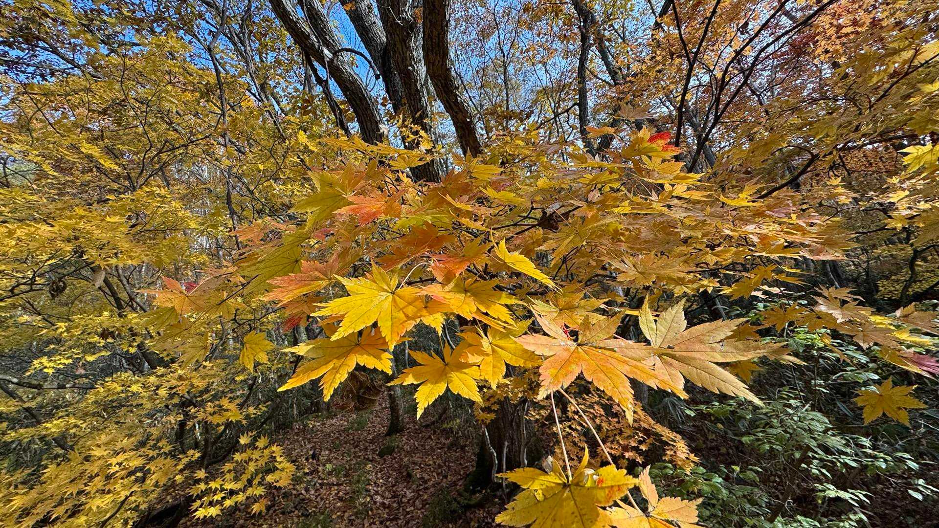 あまとみトレイル#2（戸隠キャンプ場〜苗名の滝〜野尻湖〜斑尾山※迂回区間有）、完走？ の写真 29