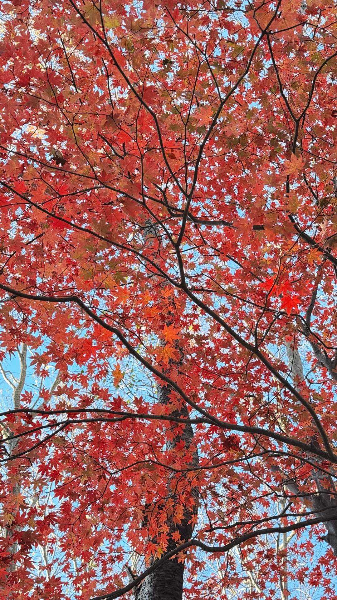 土岳、紅葉散歩🍁 の写真 2