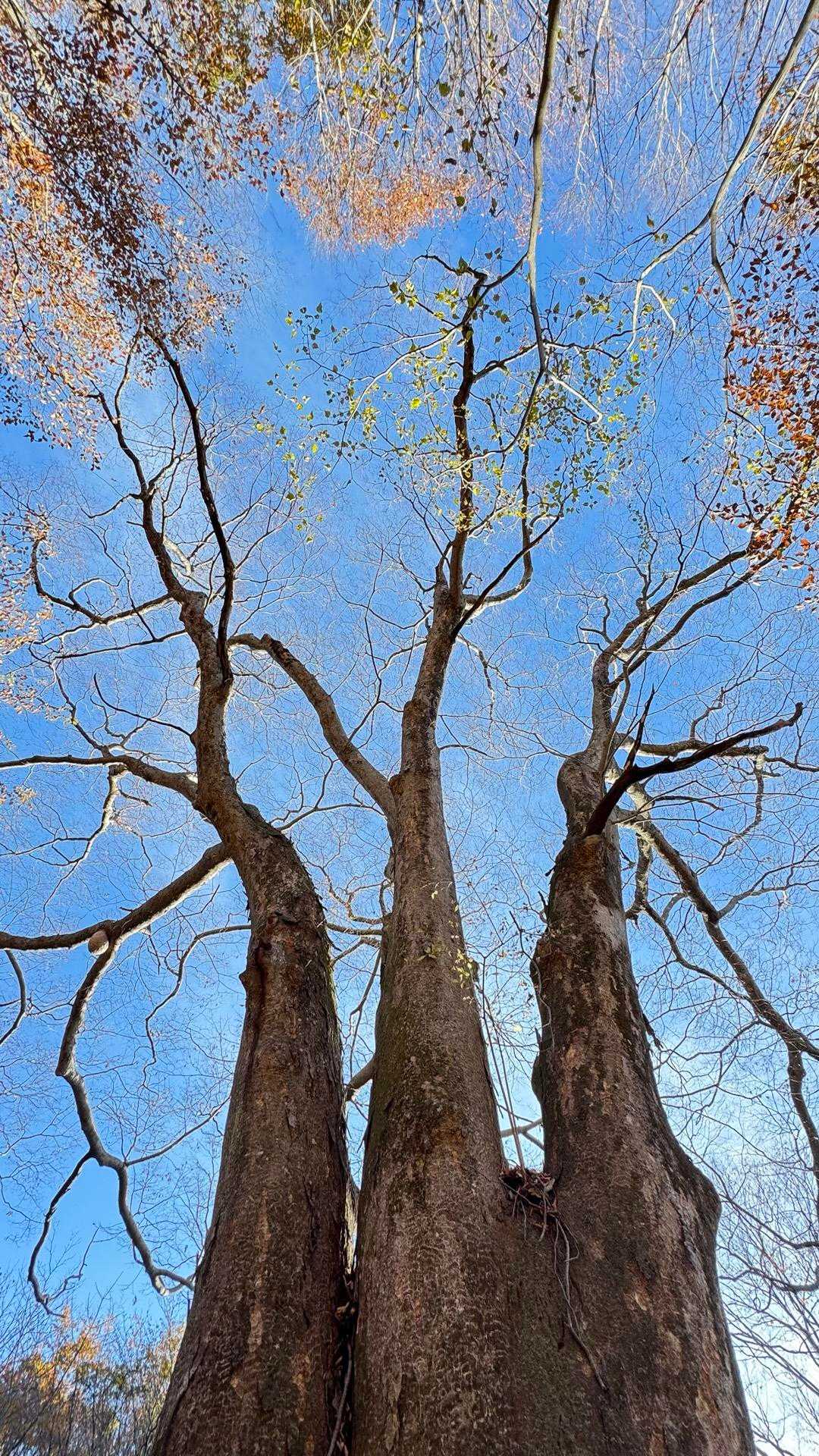 土岳、紅葉散歩🍁 の写真 5