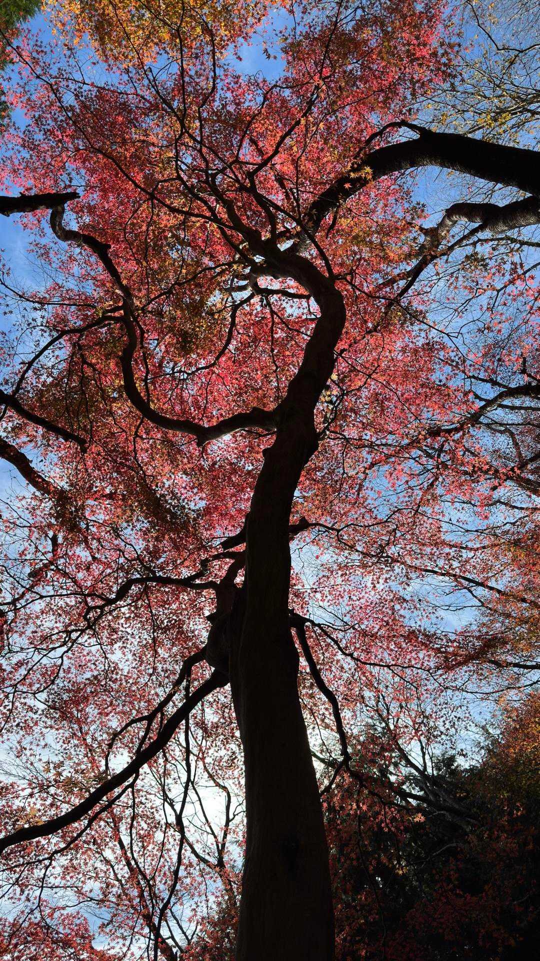 竪破山、紅葉散歩🍁🍂 の写真 2