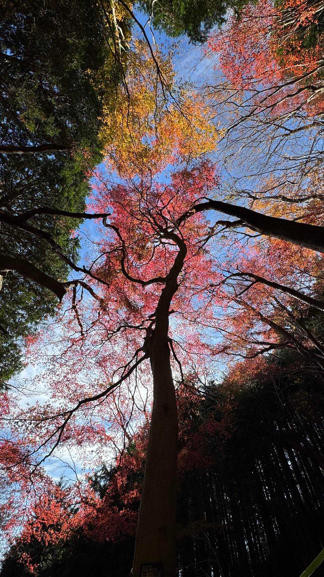 竪破山、紅葉散歩🍁🍂 の写真 3
