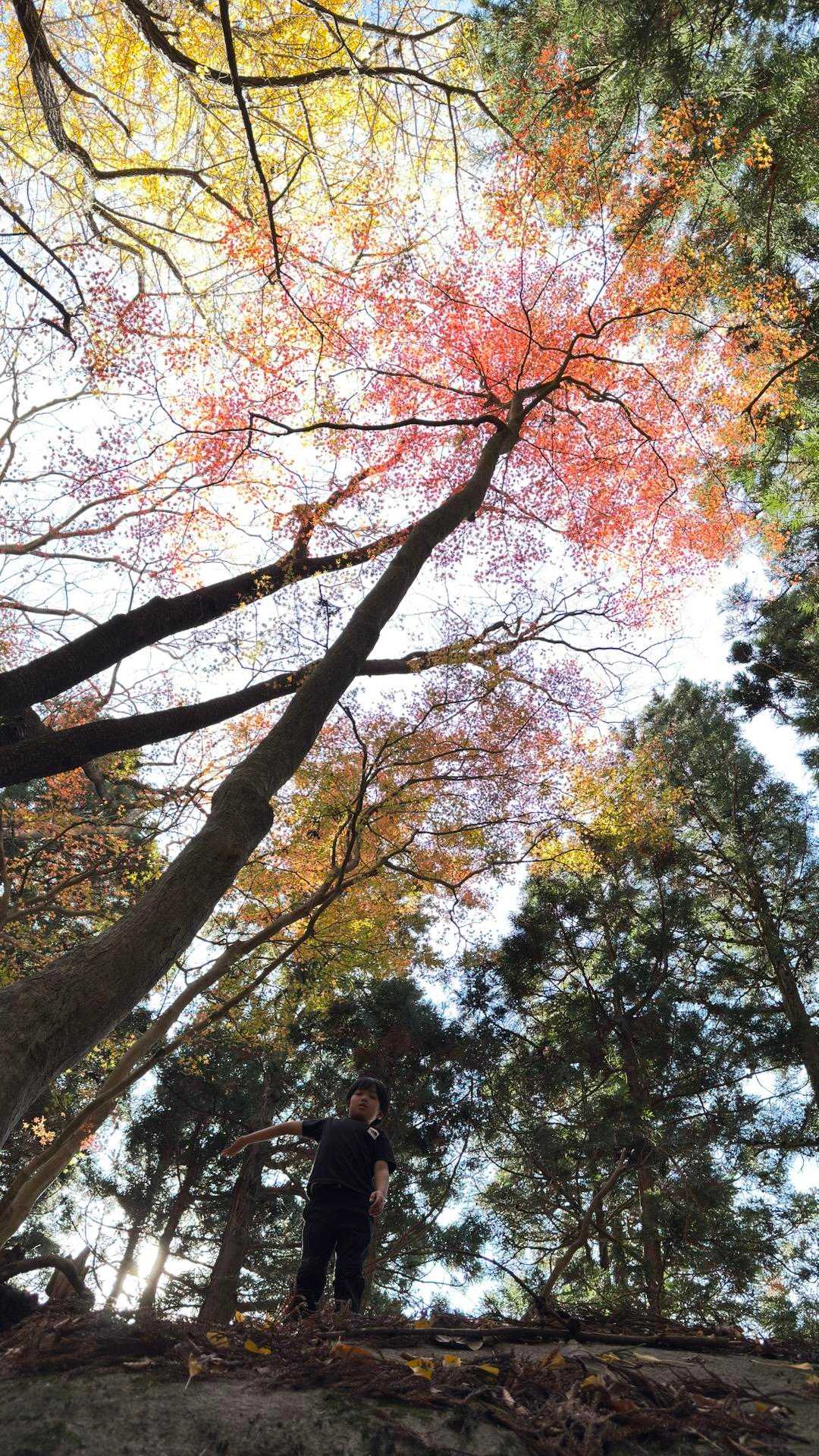 竪破山、紅葉散歩🍁🍂 の写真 1