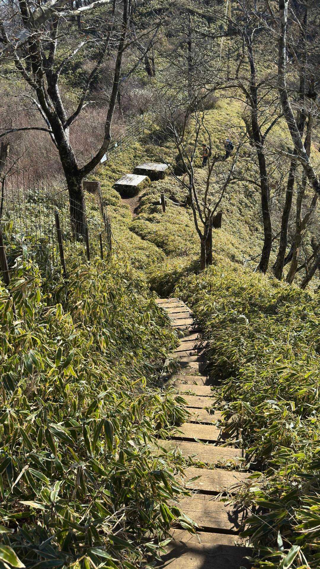 西丹沢縦走（西丹沢VC〜犬越路〜檜洞丸〜箒沢橋） の写真 31