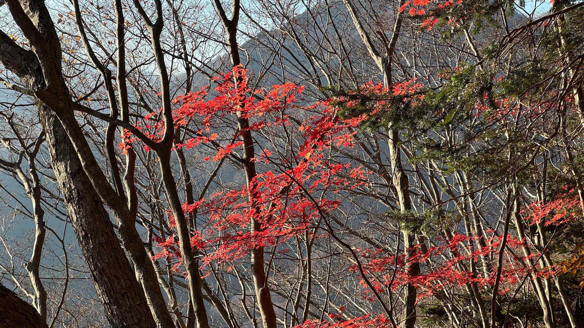 西丹沢縦走（西丹沢VC〜犬越路〜檜洞丸〜箒沢橋） の写真 44