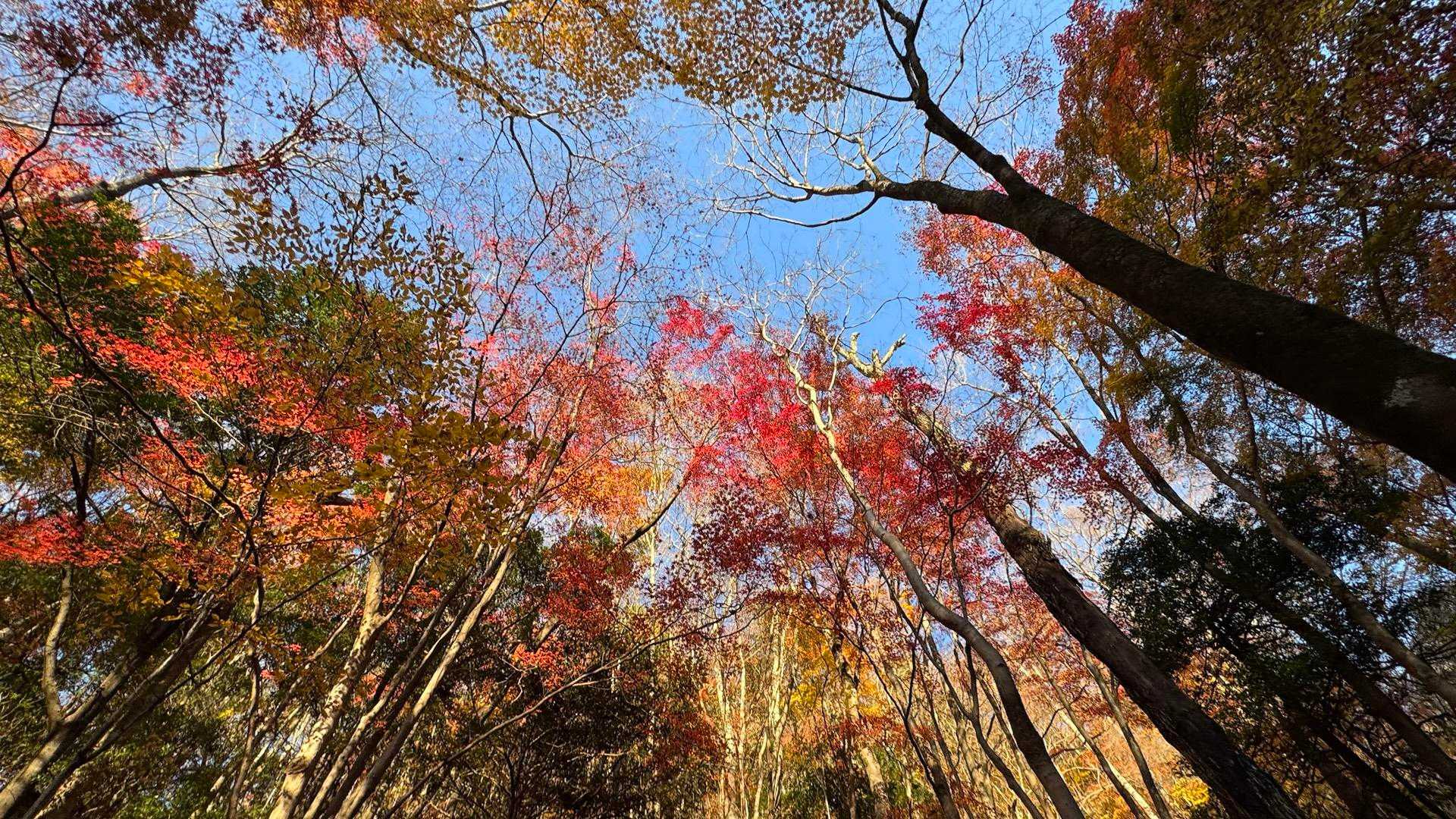 西丹沢縦走（西丹沢VC〜犬越路〜檜洞丸〜箒沢橋） の写真 46