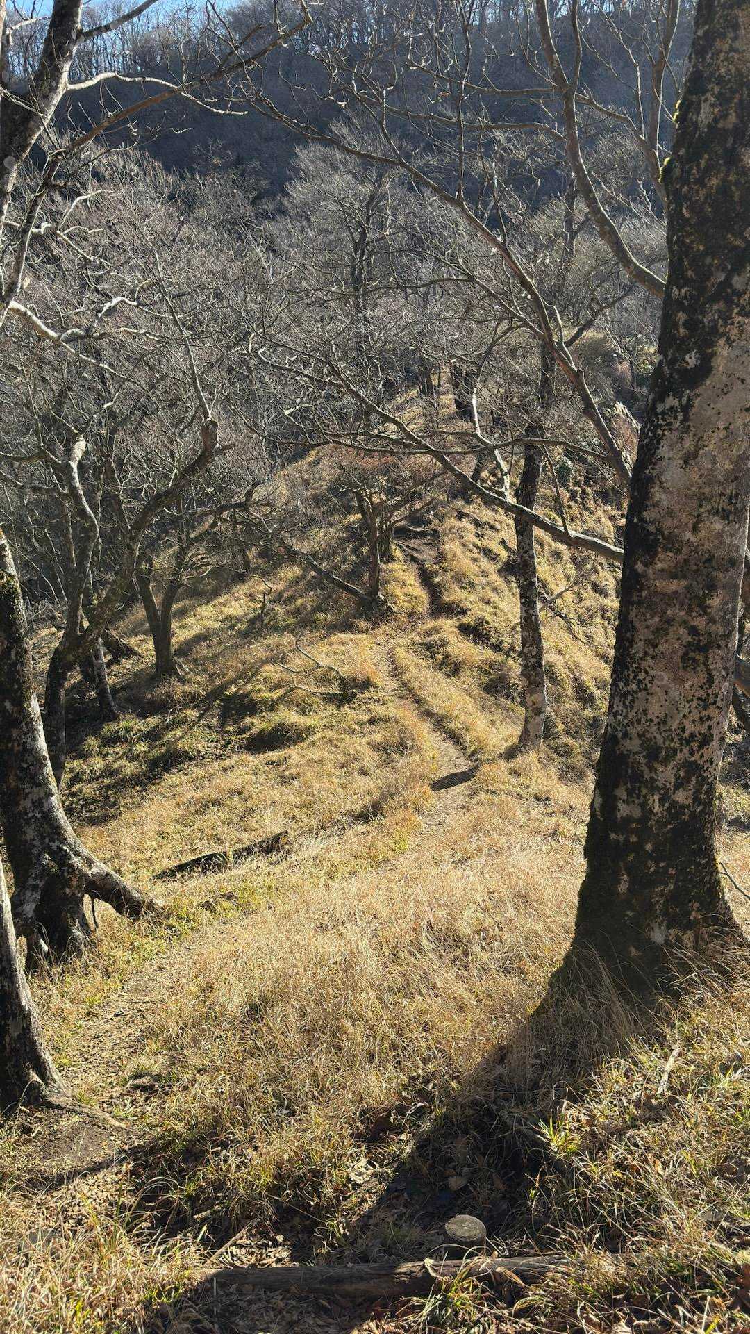 西丹沢縦走（西丹沢VC〜犬越路〜檜洞丸〜箒沢橋） の写真 23