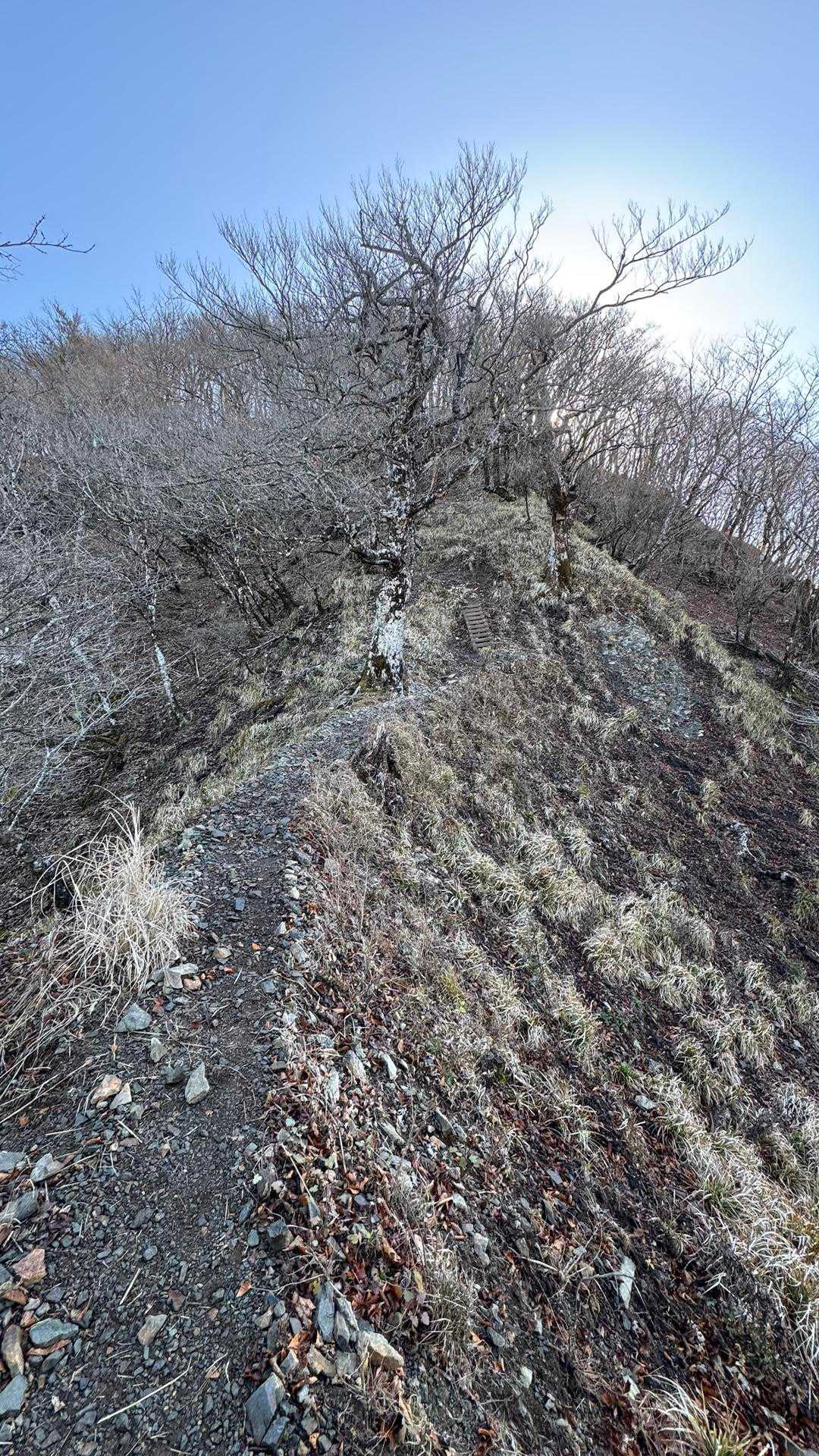 西丹沢縦走（西丹沢VC〜犬越路〜檜洞丸〜箒沢橋） の写真 25