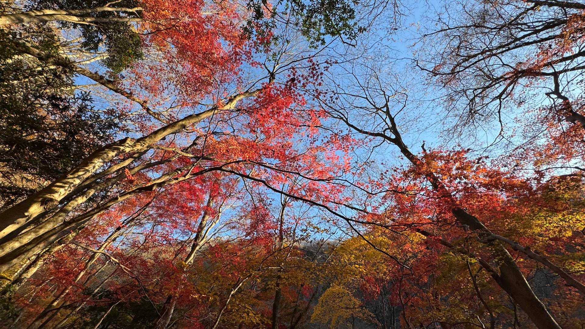 西丹沢縦走（西丹沢VC〜犬越路〜檜洞丸〜箒沢橋） の写真 45