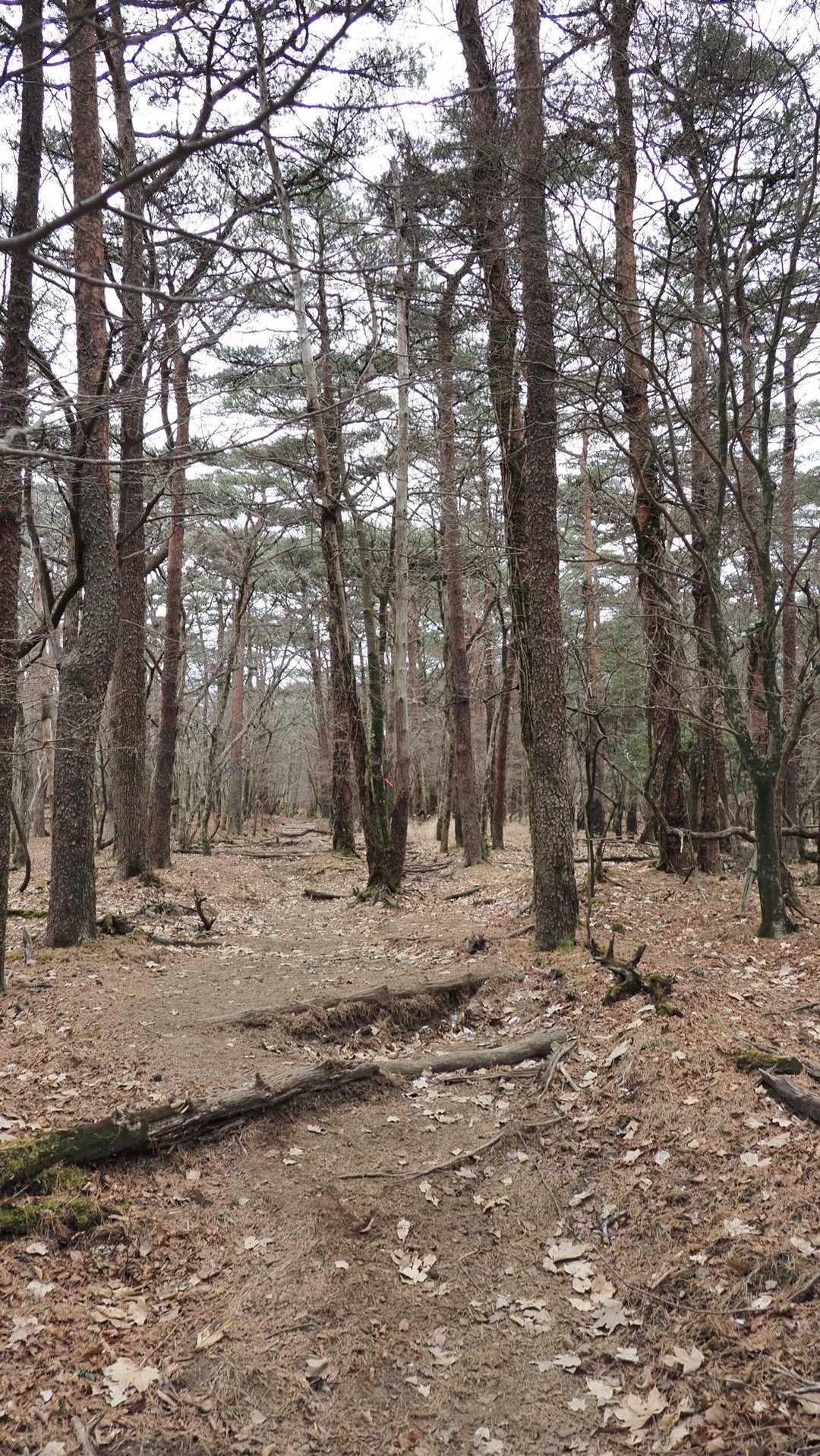韓国岳（霧島山）・大浪池周回／鹿児島遠征Day2 の写真 5