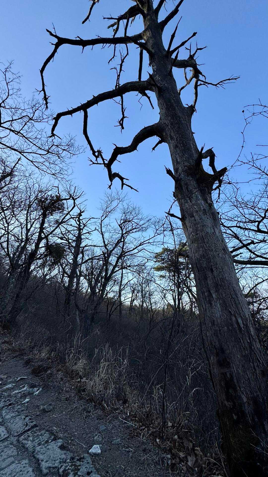 高千穂峰、天孫降臨の峰へ／鹿児島遠征Day3 の写真 5