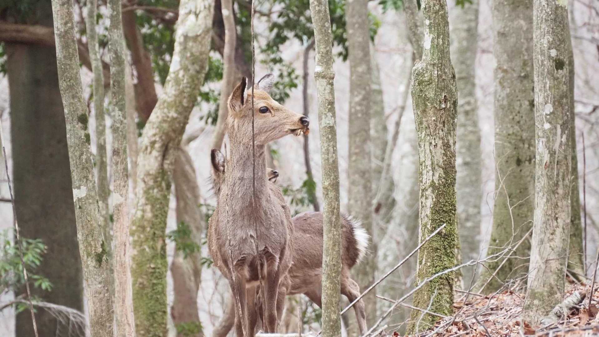 祖母山、朝駆け の写真 25