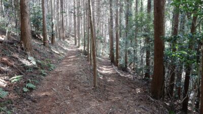日和田山・高指山・物見山・横手山縦走のアイキャッチ画像